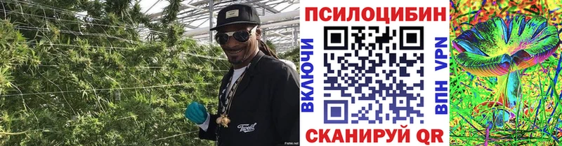 дарнет шоп  Приволжск  Псилоцибиновые грибы ЛСД 
